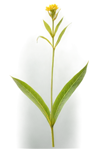 weed plant, green leaves, slender stem, yellow flowers, tiny seeds, delicate petals, soft focus, natural light, 3/4 composition, shallow depth of field, warm color tone, cinematic lighting, solo, real