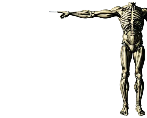 muscular system,the human body,vitruvian man,skeletal structure,human body,the vitruvian man,crucifix,human body anatomy,biomechanically,muscle angle,articulated manikin,skeletal,human anatomy,body-building,kinesiology,body building,human skeleton,rmuscles,anatomical,upper body,Illustration,Black and White,Black and White 27