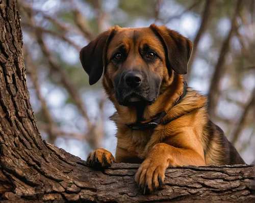 shallow focus photography of brown dog on tree trunk,bavarian mountain hound,fila brasileiro,boerboel,rhodesian ridgeback,bloodhound,mountain cur,black mouth cur,montenegrin mountain hound,coonhound,r