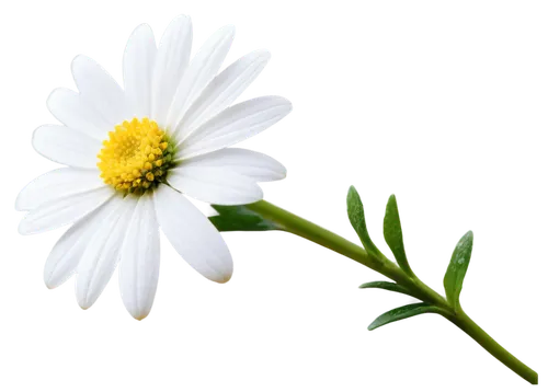 marguerite daisy,oxeye daisy,leucanthemum,common daisy,flowers png,mayweed,ox-eye daisy,marguerite,wood daisy background,camomile flower,shasta daisy,daisy flower,flannel flower,perennial daisy,leucanthemum maximum,small white aster,heath aster,minimalist flowers,bellis perennis,the white chrysanthemum,Photography,Documentary Photography,Documentary Photography 15