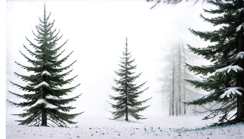 snow in pine trees,christmas snowy background,winter background,coniferous forest,fir forest,watercolor christmas background,spruce trees,fir trees,evergreen trees,winter forest,snow trees,pine trees,spruce forest,snow in pine tree,snow scene,coniferous,evergreens,snowflake background,watercolor pine tree,forest background,Art,Classical Oil Painting,Classical Oil Painting 39