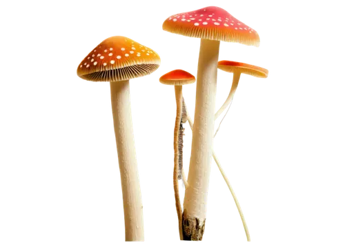 toadstools,edible mushrooms,forest mushrooms,cubensis,edible mushroom,enokitake,umbrella mushrooms,mushrooms,amanita,champignon mushroom,club mushroom,lingzhi mushroom,crown caps,agaricaceae,mushroom landscape,mushroom type,agaric,medicinal mushroom,fungi,forest mushroom,Art,Artistic Painting,Artistic Painting 32