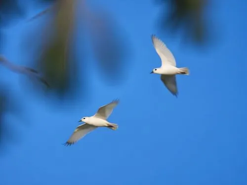 two white birds flying through the blue sky,birds in flight,little corella,tern flying,flying tern,birds flying,bird flight