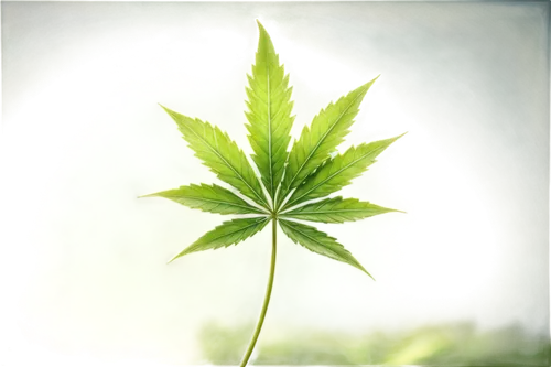 mugwort,cannabidiol,green leaf,mape leaf,nettle leaves,cannabinol,mint leaf,leaf background,huana,custody leaf,motherwort,leafed,jungle leaf,weed,endocannabinoid,indian nettle,hemp,bigleaf,crop plant,young leaf,Unique,Pixel,Pixel 05