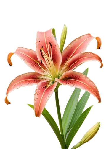 flowers png,hippeastrum,flower background,lily flower,flower wallpaper,day lily flower,amaryllis,grass lily,lilium,liliaceae,african lily,lilies,orange lily,pineapple lily,day lily,magic star flower,star flower,palm lily,floral digital background,decorative flower,Photography,Artistic Photography,Artistic Photography 04