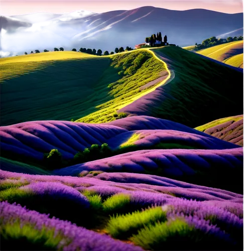 purple landscape,lavender field,lavender fields,lavenders,toscane,toscana,lavander,palouse,landscape background,purple wallpaper,lavender cultivation,tuscany,lavendar,lavender,provence,laventhol,tuscan,purple blue ground,violet colour,landscape,Art,Artistic Painting,Artistic Painting 34