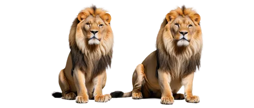 male lions,two lion,lion children,lions couple,male lion,lions,lionesses,forest king lion,female lion,oriental longhair,lion number,lion,lion father,tiger png,british semi-longhair,panthera leo,skeezy lion,big cats,british longhair,kyi-leo,Illustration,Realistic Fantasy,Realistic Fantasy 44