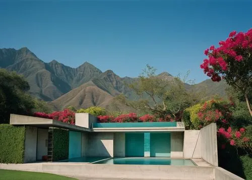 in front of the grass a lot of  vegetation  and bougainvillea flowers, not swimingpool,a pool and some mountains and a bush with flowers,palm springs,bougainvilleans,mid century modern,amanresorts,mid