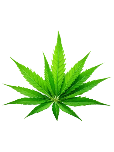 cannabidiol,custody leaf,mape leaf,weed,cannabinol,mugwort,green leaf,marijuiana,leaf background,jungle leaf,patrol,420,broadleaf,pot,tropical leaf,medicinal plant,buy weed canada,maple leaf,fan leaf,flatweed,Illustration,Vector,Vector 14