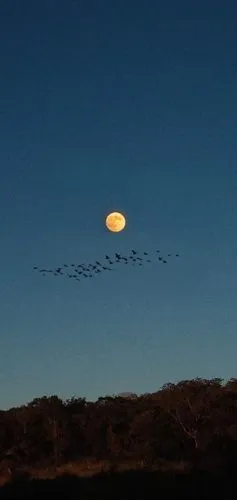 Silhuetas de pássaros voando, alguns pássaros voando, mas apenas suas silhuetas
,geese flying,flock home,alpino-oriented milk helmling,wild geese,birds in flight,bird flight,bird migration,birds flyin