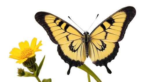 butterfly background,swallowtail butterfly,yellow butterfly,butterfly isolated,papilio machaon,butterfly vector,machaon,swallowtail,butterfly clip art,swallowtails,isolated butterfly,eastern tiger swallowtail,hybrid black swallowtail butterfly,ornithoptera,butterfly,eastern black swallowtail,papilio,scarce swallowtail,french butterfly,hybrid swallowtail on zinnia,Photography,Documentary Photography,Documentary Photography 29