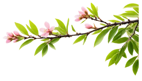 Almond tree, blooming flowers, delicate pink petals, slender branches, lush green leaves, rough brown trunk, morning dew, soft sunlight filtering through leaves, 3/4 composition, shallow depth of fiel