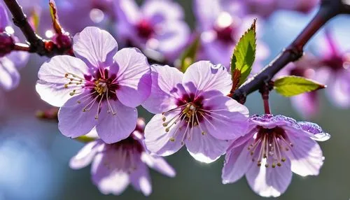 plum blossoms,japanese cherry,plum blossom,apricot blossom,apricot flowers,ornamental cherry,prunus,european plum,flowering cherry,japanese cherry blossom,sakura flowers,prunus laurocerasus,prunus cerasifera,prunus spinosa,japanese flowering crabapple,sakura flower,arkansas redbud blossoms,almond tree,spring blossom,japanese carnation cherry,Photography,General,Realistic