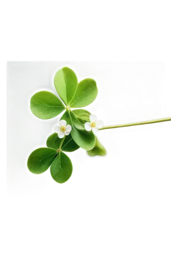 narrow clover,4-leaf clover,five-leaf clover,four-leaf clover,a four leaf clover,three leaf clover,4 leaf clover,wood sorrel,four leaf clover,clovers,clover leaves,medium clover,sandwort,clover flower,shamrock,lucky clover,chickweed,pennywort,maidenhair,oxalis,Illustration,Japanese style,Japanese Style 18