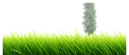 artificial grass,blade of grass,artificial turf,grass blades,lawn aerator,cleanup,grass golf ball,halm of grass,block of grass,grass,golf course grass,quail grass,trembling grass,aaa,blades of grass,mobile video game vector background,green grass,long grass,grass grasses,golf course background,Illustration,Black and White,Black and White 10