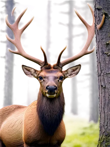 whitetail,male deer,elk,red deer,european deer,antlered,elk park,whitetail buck,red-necked buck,huemul,elk bull,stag,pere davids male deer,wapiti,buck antlers,blacktail,deer bull,bull elk resting,gold deer,antler velvet,Art,Artistic Painting,Artistic Painting 06