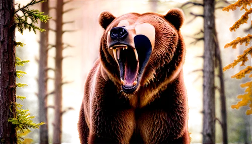 nordic bear,scandia bear,brown bear,bear,grizzly bear,grizzly,great bear,grizzlies,bear kamchatka,bear market,cute bear,bears,sun bear,kodiak bear,the bears,brown bears,bearskin,bear guardian,american black bear,little bear,Illustration,Retro,Retro 13