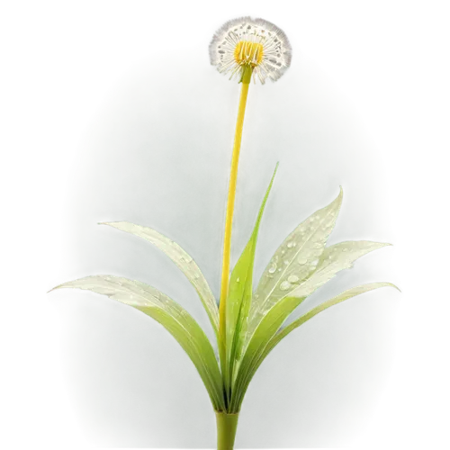 flowers png,grass lily,hymenocallis,ikebana,foxtail lily,straw flower,taraxacum,dandelion flower,sego lily,madonna lily,leucanthemum,yellow nutsedge,taraxacum officinale,plantago,hymenocallis speciosa,salt flower,camomile flower,fried egg flower,hymenocallis littoralis,citronella,Photography,Documentary Photography,Documentary Photography 28