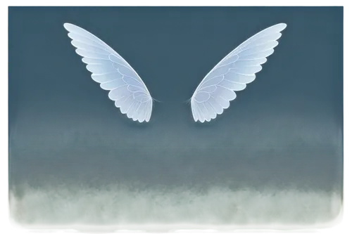 angel wing,angel wings,life stage icon,blue butterfly background,dove of peace,white feather,winged heart,angelology,doves of peace,wing blue white,fairy tern,growth icon,coenonympha,guardian angel,butterfly white,wings,winged,white butterfly,crying angel,battery icon,Illustration,Abstract Fantasy,Abstract Fantasy 06