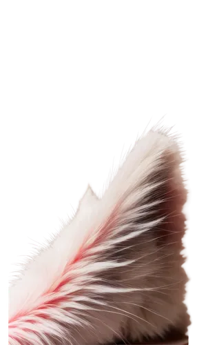 ostrich feather,hawk feather,chicken feather,swan feather,fur,feather headdress,pigeon feather,parrot feathers,white feather,feather,color feathers,feathers,beak feathers,pink quill,feather boa,bird feather,feather bristle grass,white fur hat,feathery,war bonnet,Photography,Documentary Photography,Documentary Photography 18