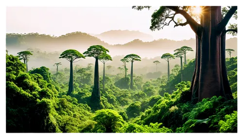 tropical and subtropical coniferous forests,borneo,aaa,valdivian temperate rain forest,kalimantan,amazonian oils,rainforest,madagascar,cambodia,rwanda,sumatran,green congo,liberia,kangkong,rain forest,forests,green forest,tree ferns,vietnam,treetops,Illustration,Realistic Fantasy,Realistic Fantasy 15