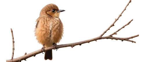 Small bird, tweet sound, brown feathers, tiny beak, round eyes, fluffy wings, perched on branch, morning sunlight, soft focus, warm color tone, shallow depth of field, 3/4 composition, gentle posture,