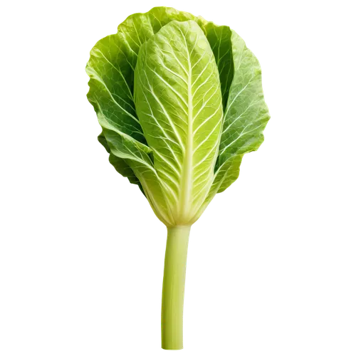 cabbage leaves,leaf lettuce,romaine,houseleek,escarole,ice lettuce,iceberg lettuce,lettuce leaves,head of lettuce,celery stalk,brassica,brassicaceae,brassicae,celery plant,green leaf,lechuga,lettuces,spring leaf background,rapini,lettuce,Art,Classical Oil Painting,Classical Oil Painting 33