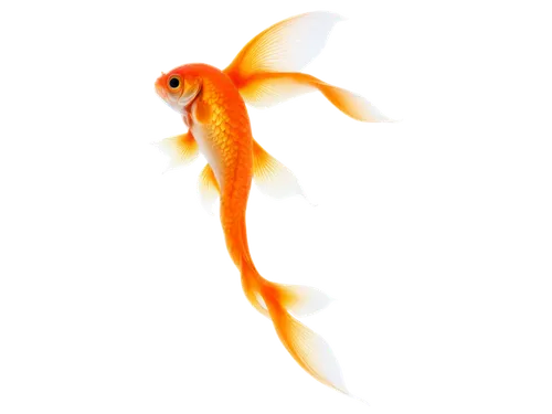 koi fish,koi,swordtail,artemia,goatfish,garridos,flabellina,goldfish,guardfish,karp,small fish,firedancer,red fish,flame spirit,dartfish,aquatic herb,fish,cavefish,playfish,koi carps,Illustration,Realistic Fantasy,Realistic Fantasy 10