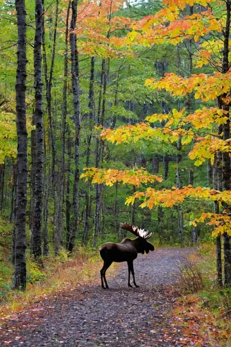 "Rengo Road Grand Portage 003<br /> <br /> There is nothing like getting outdoors in the fall, feeling the crunch of the leaves under your feet and surrounding yourself with the results of God's paint