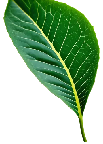 tropical leaf,leaf background,green wallpaper,tree leaf,green leaf,banana leaf,magnolia leaf,spring leaf background,jungle leaf,leaf green,lotus leaf,coconut leaf,tropical leaf pattern,mape leaf,leaf structure,fig leaf,beech leaf,green leaves,aaaa,moraceae,Art,Classical Oil Painting,Classical Oil Painting 18