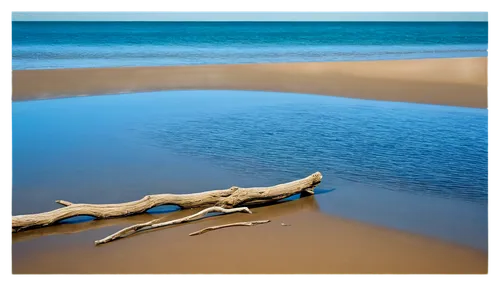 driftwood,beach landscape,wood and beach,fraser island,dredged,shorelines,seascape,indiana dunes state park,beach grass,seashore,seascapes,marram,sand coast,beach scenery,sand ripples,blue waters,shades of blue,jetsam,shore line,sandy beach,Illustration,Realistic Fantasy,Realistic Fantasy 41