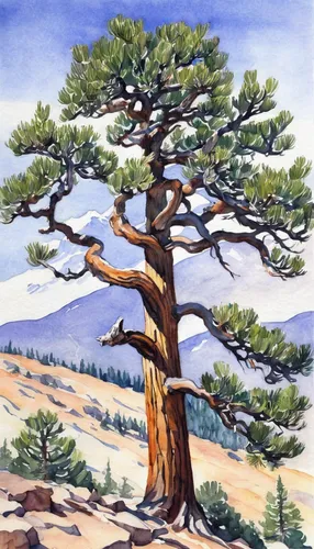 watercolor pine tree,oregon pine,two needle pinyon pine,shortstraw pine,jack pine,white pine,lodgepole pine,pine tree,pine-tree,american pitch pine,loblolly pine,prostrate juniper,pine branch,pinus ponderosa,colorado spruce,singleleaf pine,georgia pine,chile pine,pine tree branch,hokka tree,Illustration,Paper based,Paper Based 22