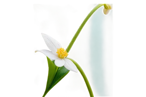 avalanche lily,flowers png,jonquils,easter lilies,siberian fawn lily,tulip white,white lily,sego lily,narcissus,galanthus,madonna lily,snowdrop,fawn lily,star-of-bethlehem,tulpenbüten,novruz,chloraea,calochortus,tulipa,hymenocallis,Illustration,Black and White,Black and White 20