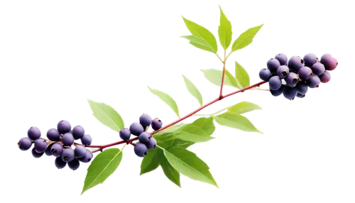 Elderberry branch, purple berries, green leaves, delicate stems, natural light, soft focus, shallow depth of field, warm color tone, 3/4 composition, slight blur effect, macro photography style, isola