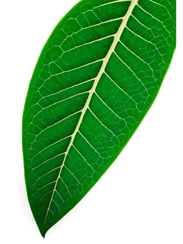 tropical leaf,fern leaf,magnolia leaf,chloropaschia,green leaf,tree leaf,jungle leaf,leaf structure,leaf background,palm leaf,coconut leaf,fan leaf,mape leaf,leaf veins,tropical leaf pattern,leaf green,custody leaf,walnut leaf,chloroplast,leaf fern,Art,Classical Oil Painting,Classical Oil Painting 33