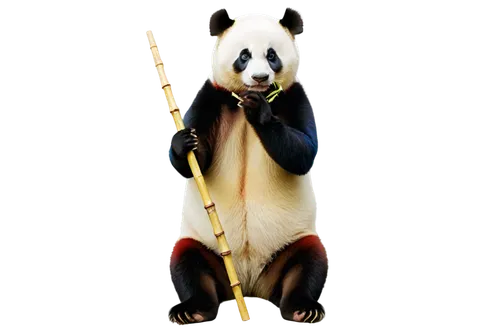 Colourful panda, sitting, cute face, black eyes, white fur with colourful patches (red, blue, yellow), fluffy ears, chubby body, short legs, claws, bamboo stick in hand, gentle expression, soft focus,