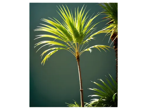 fan palm,wine palm,palm tree vector,coconut palm tree,palm fronds,coconut palm,palmtree,fishtail palm,saw palmetto,palm pasture,palm tree,coconut tree,potted palm,easter palm,palm,white palm,pony tail palm,coconut palms,norfolk island pine,palm blossom,Conceptual Art,Oil color,Oil Color 21