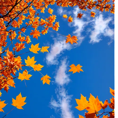 autumn background,autumn sky,sky of autumn,leaf background,maple leaves,maple foliage,colored leaves,colorful leaves,fall leaves,yellow maple leaf,autumn leaves,leaves in the autumn,autuori,maple leave,autumn tree,autumn foliage,tree leaves,fall leaf,garrison,autumn leaf,Photography,Fashion Photography,Fashion Photography 25