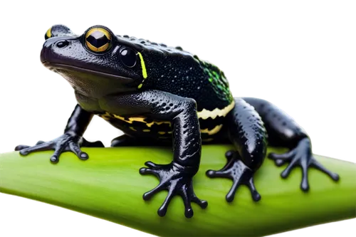 auratus,frog background,coral finger tree frog,poison dart frog,green frog,litoria,treefrog,eastern dwarf tree frog,litoria fallax,coral finger frog,cuban tree frog,frog figure,tree frog,chytrid,pelophylax,litoria caerulea,eastern sedge frog,plethodon,frog,xenopus,Conceptual Art,Oil color,Oil Color 03