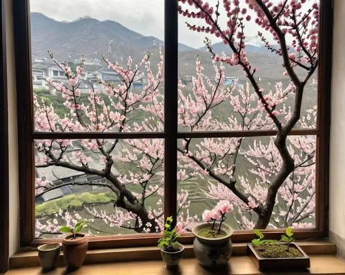 apricot blossom,plum blossoms,sakura blossoms,spring in japan,sakura trees,sakura flowers,apricot flowers,spring blossoms,sakura tree,sakura blossom,window view,blooming trees,plum blossom,spring blossom,peach blossom,japanese cherry blossom,blooming tree,japanese cherry blossoms,japanese magnolia,cherry blossom japanese,Unique,Design,Infographics