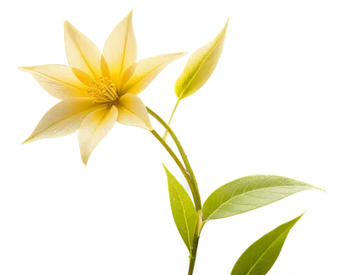 flowers png,ylang-ylang,yellow canada lily,magnolia star,starflower,lilium candidum,lily flower,guernsey lily,lotus png,golden lotus flowers,avalanche lily,natal lily,yellow avalanche lily,flower background,jasminum,peruvian lily,tuberose,grass lily,star flower,star anise,Art,Artistic Painting,Artistic Painting 45