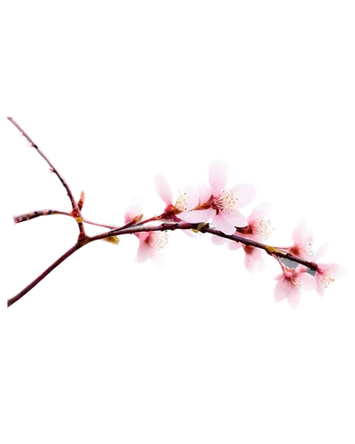 March flowers, cherry blossoms, soft pink petals, delicate stems, gentle swaying, morning dew, warm sunlight, shallow depth of field, 3/4 composition, pastel color tone, cinematic lighting, close-up s