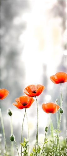 red poppies,mohn,poppies,orange poppy,poppy flowers,klatschmohn,red poppy,cosmos autumn,red anemone,red anemones,poppy anemone,poppies in the field drain,anemones,corn poppies,poppy fields,flower background,autumn anemone,anemone de caen,poppy field,anemone japan,Conceptual Art,Oil color,Oil Color 24