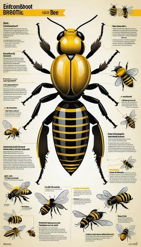 vector infographic,eastern wood-bee,giant bumblebee hover fly,drone bee,bumblebee fly,stingless bees,silk bee,bumblebees,yellow jacket,syrphid fly,insecticide,bumble-bee,bombus,beekeeping,bee-dome,megachilidae,wasp,suliformes,bee,bees,Unique,Design,Infographics