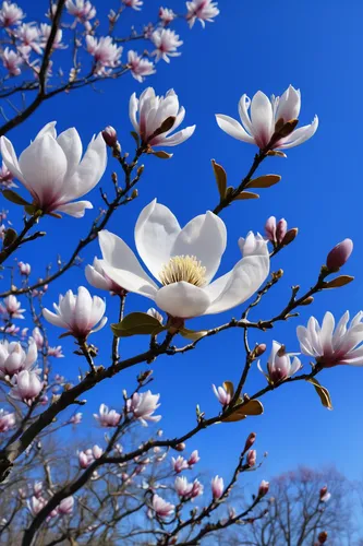 japanese magnolia,magnolia flowers,magnolia blossom,magnolia × soulangeana,magnolia tree,magnolia flower,white magnolia,saucer magnolia,tulip magnolia,blue star magnolia,chinese magnolia,star magnolia,magnolia x soulangiana,magnolia,magnolia trees,magnolias,tulip tree flower,tulip tree,magnolia stellata,magnoliengewaechs,Art,Classical Oil Painting,Classical Oil Painting 37