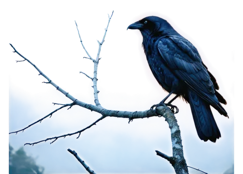 common raven,american crow,carrion crow,corvidae,crows bird,fish crow,corvid,mountain jackdaw,raven bird,jackdaw,crow,grackle,steller s jay,crow-like bird,black crow,black raven,new caledonian crow,hooded crows,crows,corvus,Conceptual Art,Sci-Fi,Sci-Fi 19