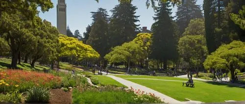 Berkeley University, landscape architecture, sunny day, warm atmosphere, greenery surroundings, sprawling lawn, Sather Tower in the background, walking path, stone pavement, lush trees, vibrant flower