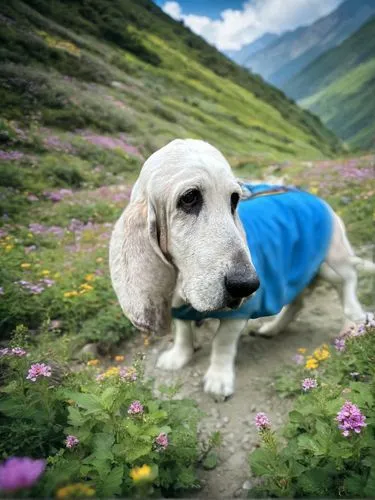 tyrolean hound,alpine dachsbracke,basset bleu de gascogne,the valley of flowers,dog hiking,bosnian coarse-haired hound,french spaniel,appenzeller sennenhund,montenegrin mountain hound,english setter,l