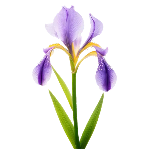 flowers png,lavender flower,tulipan violet,violet tulip,irises,the lavender flower,flower wallpaper,dwarf iris,iridaceae,purple tulip,purple flower,flower background,iris,african lily,dutch iris,purple irises,wild iris,gentians,camassia,violet flowers,Art,Classical Oil Painting,Classical Oil Painting 39