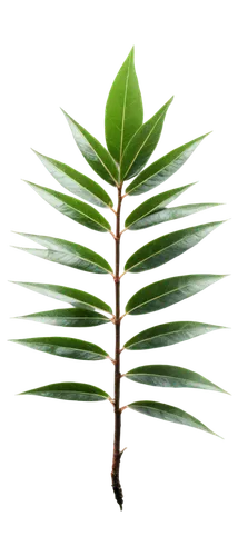 palm leaf,palm tree vector,wakefern,growth icon,paleobotany,tropical leaf,fern leaf,cycas,cycad,cyathea,gymnosperm,palmera,leaf fern,nikau,fern plant,norfolk island pine,huana,palmetto,pteridium,zamia,Illustration,Japanese style,Japanese Style 05